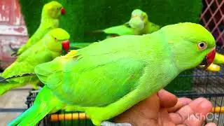 Indian Ringneck Parrot videos compilation