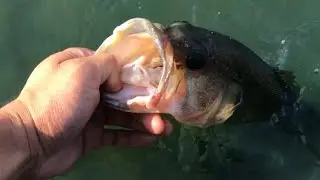 Largemouth Bass Fishing Orange County | Caught on the Drop Shot Rig!