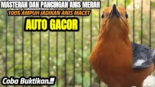 SUARA PANCINGAN ANIS MERAH BETINA NGECIP NGECIS NGEPLONG INI AMPUH BUAT MEMANCING GACOR