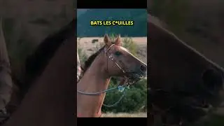 Pourquoi les animaux sont fous #chat #chats #animaux