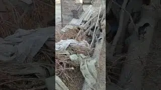 Desi hen farm based in sindh, Pakistan @Aseelfarmshorts