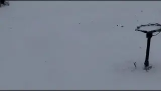 Let it snow ❄️❄️❄️🌨️🌨️