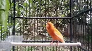 Long Canary Song to Trigger Other Canaries &ndash; Super Effective Sound || Canary 22