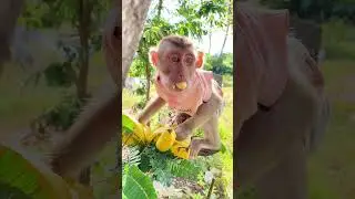 Loving monkey gives sweet hugs to best friend 🤗🐵 #TooCute
