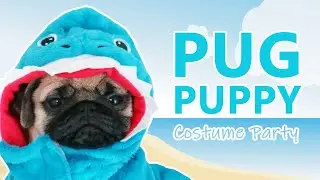 KEEPING UP WITH THE PUGLITOS | PUG PUPPIES PLAYING + COSTUME PARTY!