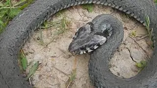 Zaskroniec zwyczajny Natrix natrix