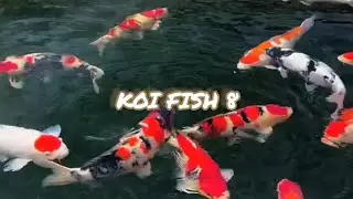 KOI FISH 8 #asmr #расслабление #fyp #fypシ゚вирусный #образование #развлечение