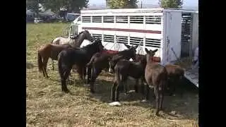 Mojo Alcantara - Fiera del Bestiame