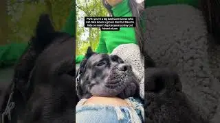Well she hurt his feelings #canecorso #bentleyhasissues #expertopinion