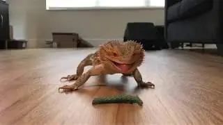 Zeus, the bearded dragon, gets the worm
