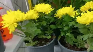 28 ЯНВАРЬ ТОШКЕНТДА КОР ЕГМОКДА🌧🌧❄️❄️🌧🌧❄️❄️