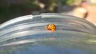 LADY BUGS MATING