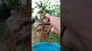 Cara Pasang Batu Bonsai on the rock