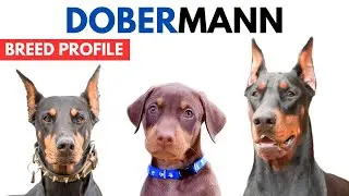 Dobermann Breed Profile History - Price - Traits - Dobermann Pinscher Grooming Needs - Lifespan