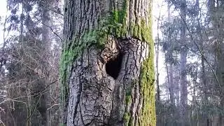 Looking at the Lightning Tree