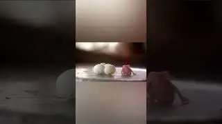 subhan allah walhamdulillah wala ilaha illallah wallahu akbar