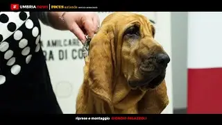 Alla scoperta dello Chien de Saint Hubert [UMBRIA NEWS]