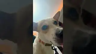 Sweetie Pie #cute #dog #foryou #viral #trending #ytshorts #shortvideo #youtubeshorts #shorts #fypシ
