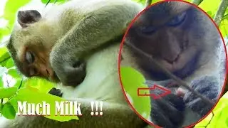 Milk No Beliona, Belley Produces Much Milk Running None Stop, Million Sad