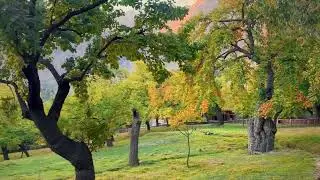 Autumn Scenes in Altit Fort Hunza #gilgitbaltistan #travel #hunzavalley #autumn #autumncolors