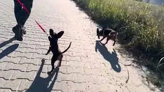 Walking with two russian toy puppies