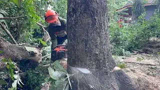 Strongest Chainsaw! Husqvarna 3120xp Vs Trembesi Tree!
