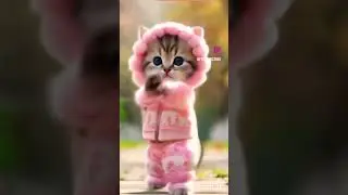 cute cat is dancing on duddi duddi dum dum #short#ytshorts