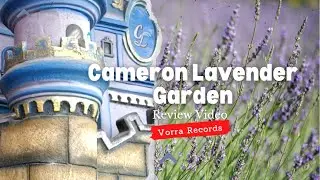 Cameron Lavender Garden | Lavender Garden | Cameron Highlands