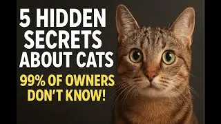5 Hidden Secrets About Cats That 99% of Owners Don&rsquo;t Know!