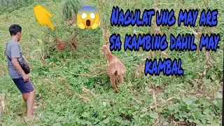bontes na kambing evinta dahil sa pamilya bakit kaya