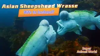 【Super Animal World】Asian Sheepshead Wrasse，A species whose gender can be switched at will?#animals
