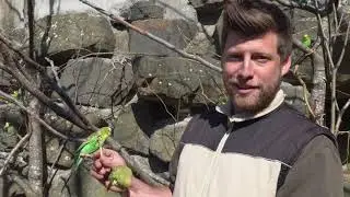 Vögel – die Herrscher der Lüfte. Das Vogelrevier des Walter Zoos.