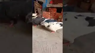 pigeon sab ak sat food kha rahe 🥰#pigeon #viral #pets #tiktok #animal #love #shorts #status #kabutar