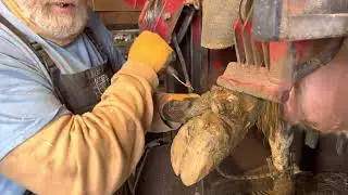 Dew Claws in Hoof Trimming