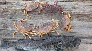 Crabbing northern california