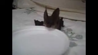 Townsend's Big-eared Bat Drinking