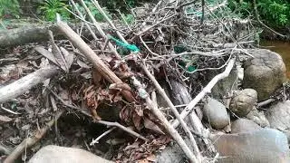 Amazon Rivers Pollution in Ecuador Rainforest🌎🌈✅