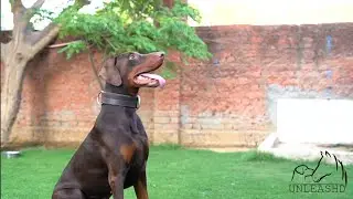 Kya Acche Dobermans Dheere-Dheere Khatam Ho Rahe Hain? @UnleashD 