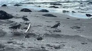 Funny Birds by my side- pipe Runners Birdfeeding early by the sea- Costa del Sol ☀️ 