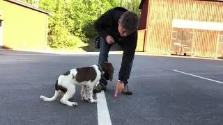 Rocky-Indication using food