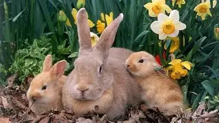 Top 10 Facts About Rabbits