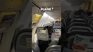 Great Dane on an Airplane! 🐶✈️ | Would You Take Your Dog on a Plane? #shorts