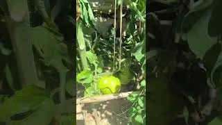 Suivi du potager en pot sur terrasse mi juin .