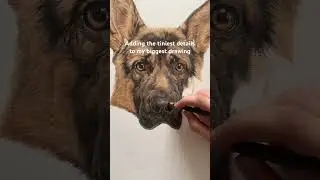 🔍The little details while drawing this German shepherd&rsquo;s nose #colouredpencildrawing #realism