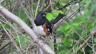 Eastern Towhees singing #rare  #wild #birdsounds #nature #birdspecies #seniorliving #birdsound