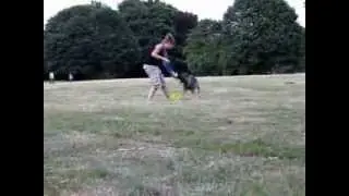Hundesport: Dog Frisbee - Discdogging