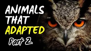 10 More Animals That Adapted (Part 2 of 2)