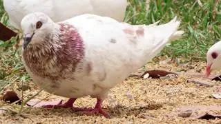 Pigeons​ eat rice