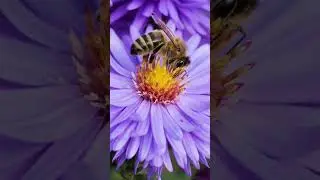 #background #seafood #nature #backgroud #crustacean #image #bee