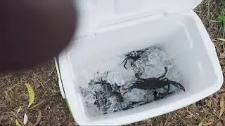  THIS SPOT WAS FULL OF  FLORIDA BLUE CRABS#bluecrab #fypシ゚viral 